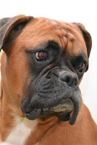 Profile of a Cute Boxer Dog Journal