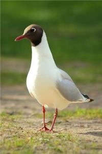Larus Atricilla