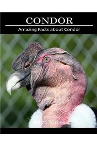 Amazing Facts about Condor