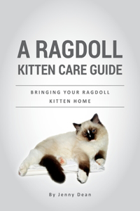 A Ragdoll Kitten Care Guide