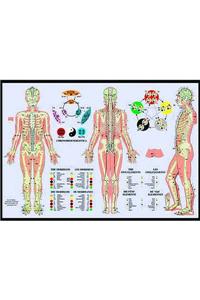 Meridiens & the Five Elements -- A2