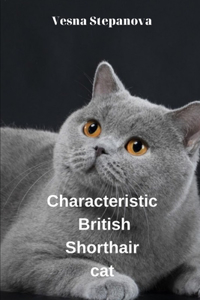 Сharacteristic British Shorthair cat