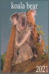 koala bear