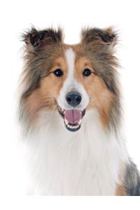 Shetland Sheepdog Notebook