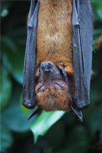 A Sleeping Flying Fox (AKA a Bat) Animal Journal