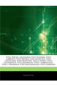 Articles on Vitis Species, Including: Vitis Vinifera, Vitis Labrusca, Vitis Riparia, Vitis Aestivalis, Vitis Lincecumii, Vitis Rupestris, Vitis Cinere