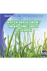 Watch Grass Grow / ¡Mira Cómo Crece El Césped!