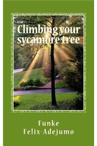 Climbing your sycamore tree