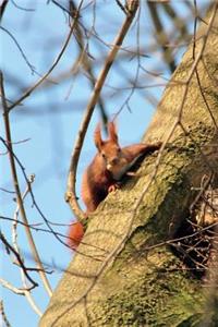 Red Squirrel Clinging to a Tree Journal: 150 Page Lined Notebook/Diary