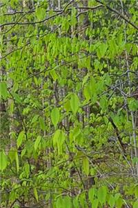 Spring Leaves Forest Journal