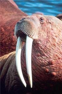 Check Out the Walrus Journal