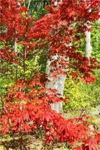 Journal Springtime Japanese Maple Forest Background