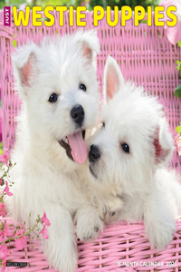Westie Puppies 2026 12 X 12 Wall Calendar