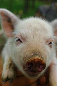 My Favorite Animal, Piglet Journal