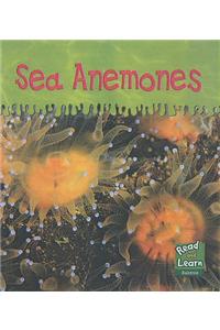 Read and Learn: Ooey-Gooey Animals - Sea Anemones