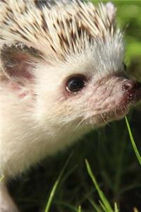 Curious African Dwarf Hedgehog Portrait Animal Journal