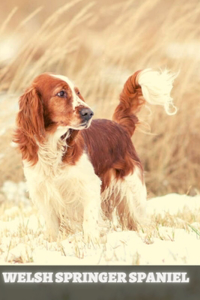 Welsh Springer Spaniel
