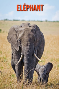 Eléphant