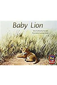 Baby Lion