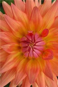 Peachy Pretty Dahlia Flower Up Close Journal