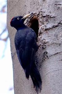 Black Woodpecker Journal