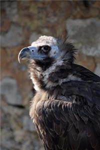 Black Vulture Journal