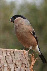 Female Bullfinch on a stump Journal