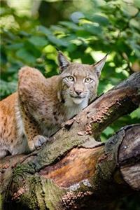 Bobcat in a Tree Journal: 150 Page Lined Notebook/Diary