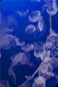 So Awesome White Translucent Moon Jellyfish in an Aquarium Journal