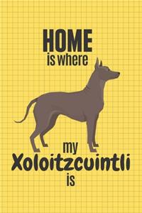 Home is where my Xoloitzcuintli is
