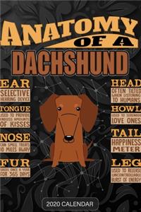 Anatomy Of A Dachshund