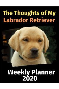The Thoughts of My Labrador Retriever