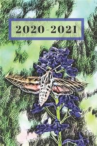 Coral Moth on Blue Delphinium on Green Dated Calendar Planner 2 years To-Do Lists, Tasks, Notes Appointments for Women