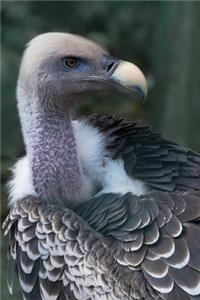 A Vulture Up Close Journal