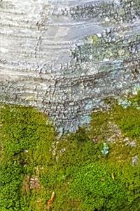 2020 Weekly Planner Moss Birch Tree Bark Photo 134 Pages