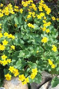 Caltha Palustris Marsh Marigold in England Journal