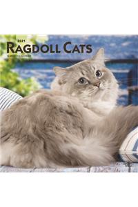 Ragdoll Cats 2021 Square