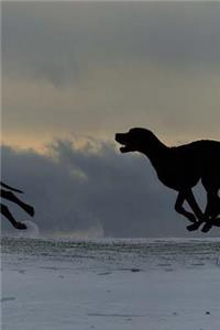 Great Dane