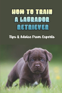 How To Train A Labrador Retriever