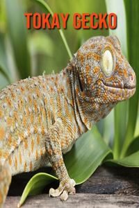 Tokay Gecko