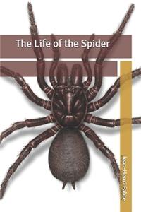 The Life of the Spider