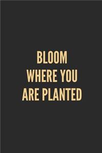 Bloom Where You Are Planted