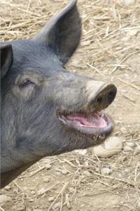 A Black Suffolk Pig Portrait Journal