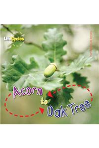 Acorn to Oak Tree