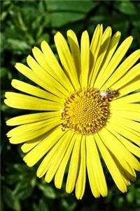 Leopard's Bane Doronicum Orientale Flower Journal