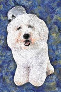 Bichon Frise