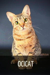Ocicat