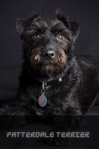 Patterdale Terrier
