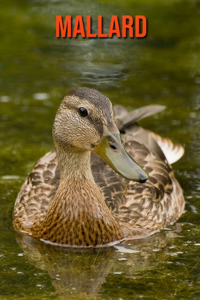 Mallard