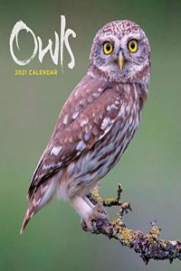 OWLS MINI SQUARE WALL CALENDAR 2021
